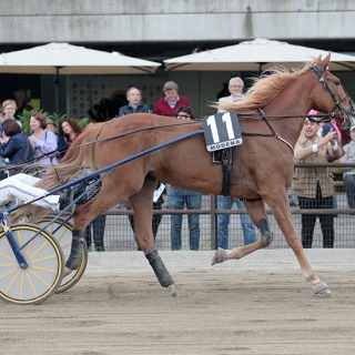 8/5/2016 Gran Premio Carlo Cacciari. UNICKA. Erik Bondo allenatore. Gianluca e Giovanna Lami, Scuderia Wave. Federico Esposito guidatore.
Foto Perrucci.