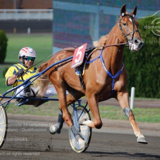 Roma Ippodromo  Capannelle 24 settembre 2016
89Â° Berby del Trotto Italiano - Qualificazioni
Batteria A
Pietro Gubellini vince con Unicka
Scuderia Wave
Trainer E. Bondo
domenicosaviphotoÂ© all rights reserved