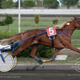 Roma Ippodromo  Capannelle 24 settembre 2016
89Â° Berby del Trotto Italiano - Qualificazioni
Batteria A
Pietro Gubellini vince con Unicka
Scuderia Wave
Trainer E. Bondo
domenicosaviphotoÂ© all rights reserved