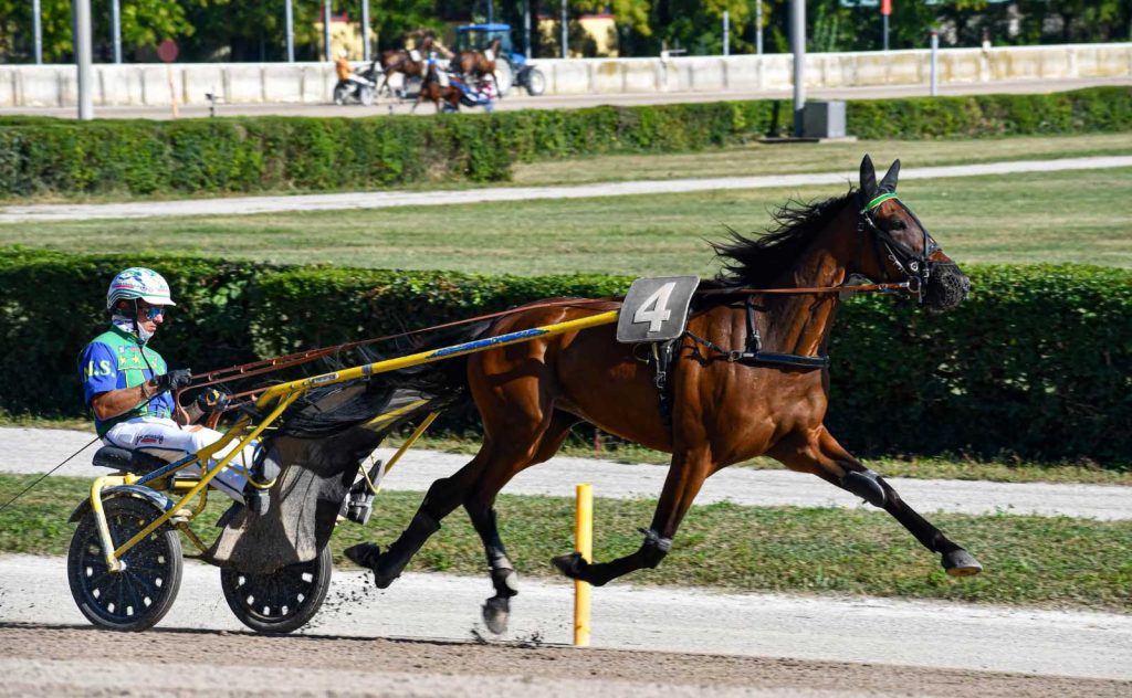 Gran Premio Città di Padova: Staffoli protagonista al Breda con Gimmy Top e Giorgia d’Esi