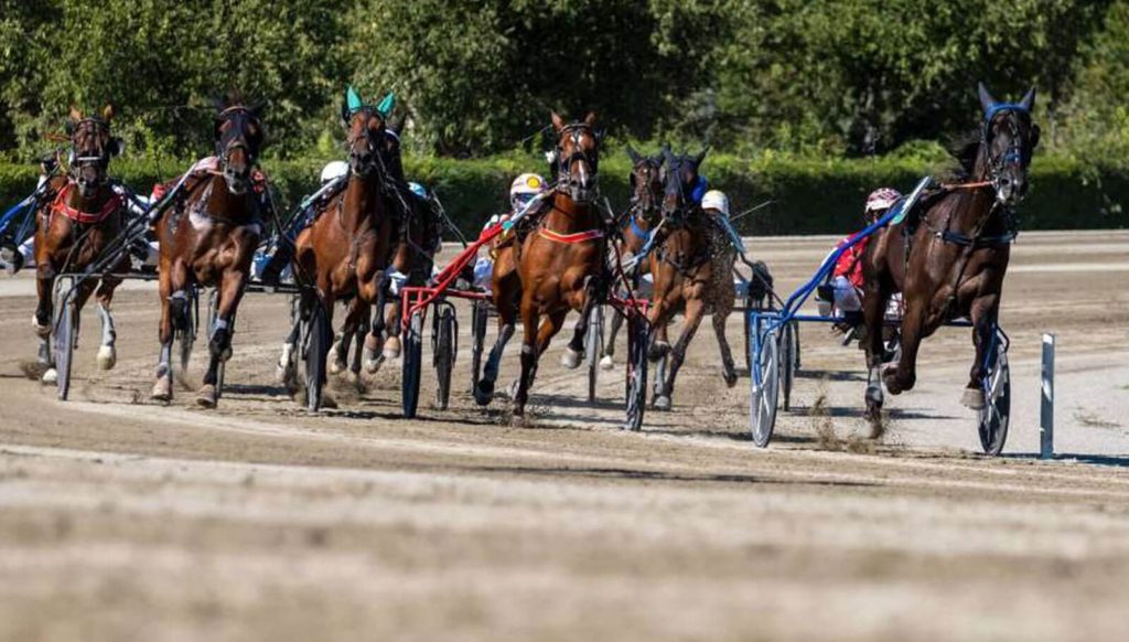 Scuola Puledri by Wave protagonista anche a Modena: alla conquista della Finale dell’Anact Stakes Plus